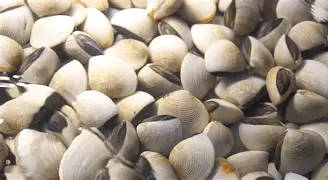 贝林厄姆有新变化悬念揭晓的简单介绍 贝林厄姆有新变化悬念揭晓的简单介绍